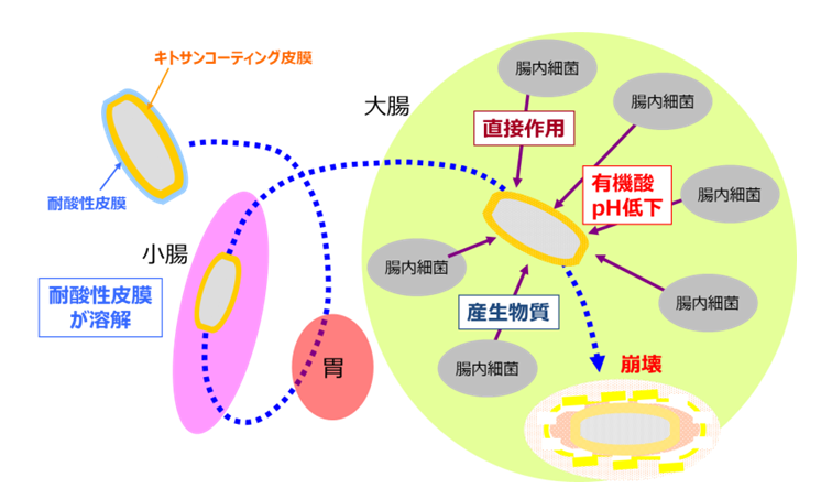 フロイント産業の大腸送達技術 次世代型サプリメントへの応用 機能性食品原料 Freund Knowledge Ocean